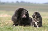 DOGUE DU TIBET 752
